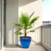 Washingtonia Robusta "Mexican Fan Palm" Small in Rolled Rim Pot - Greensouq - 
