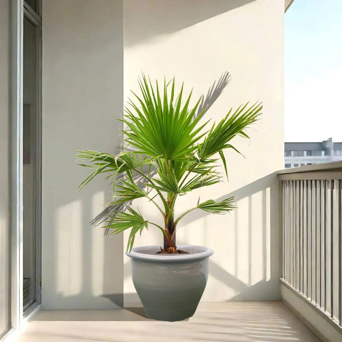Washingtonia Robusta "Mexican Fan Palm" Small in Rolled Rim Pot - Greensouq - 