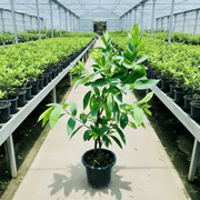 Water Apple Thai | Chambakka | Pani Seb | تفاحة الماء - Greensouq - 