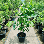 Water Apple Thai | Chambakka | Pani Seb | تفاحة الماء - Greensouq - 