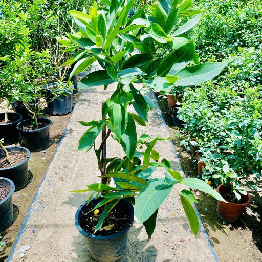 Water Apple Thai | Chambakka | Pani Seb | تفاحة الماء - Greensouq - 