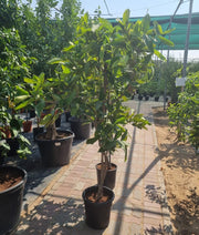 Water Apple Thai | Chambakka | Pani Seb | تفاحة الماء - Greensouq - 