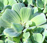 Water lettuce "Pistia stratiotes" - Greensouq - 