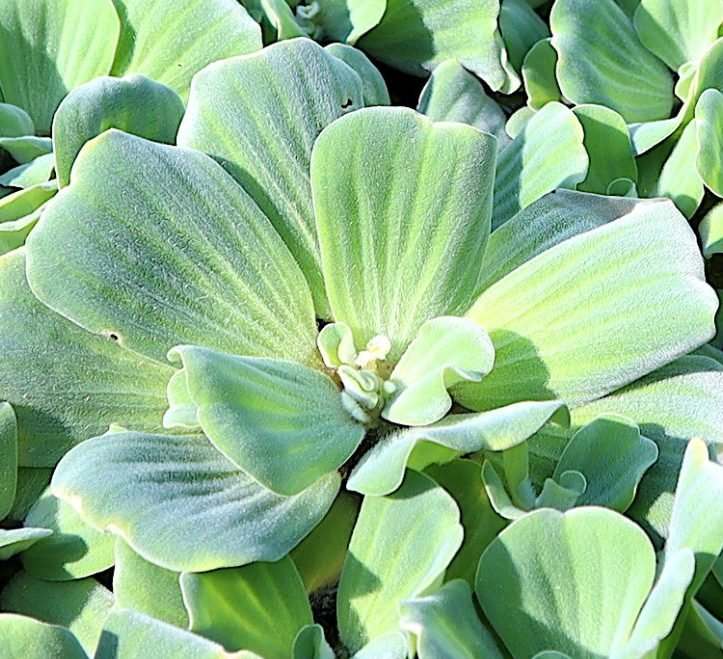 Water lettuce "Pistia stratiotes" - Greensouq - 