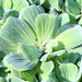 Water lettuce "Pistia stratiotes" - Greensouq - 