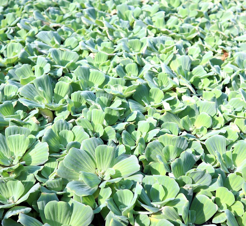 Water lettuce "Pistia stratiotes" - Greensouq - 