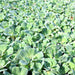 Water lettuce "Pistia stratiotes" - Greensouq - 