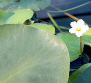 Water Lily Hardy Nymphaea "Wanvisa" - Greensouq - 