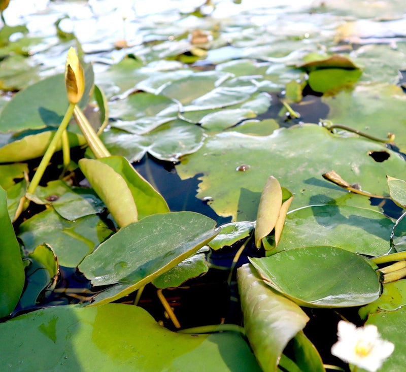 Water Lily Hardy Nymphaea "Wanvisa" - Greensouq - 