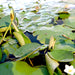 Water Lily Hardy Nymphaea "Wanvisa" - Greensouq - 