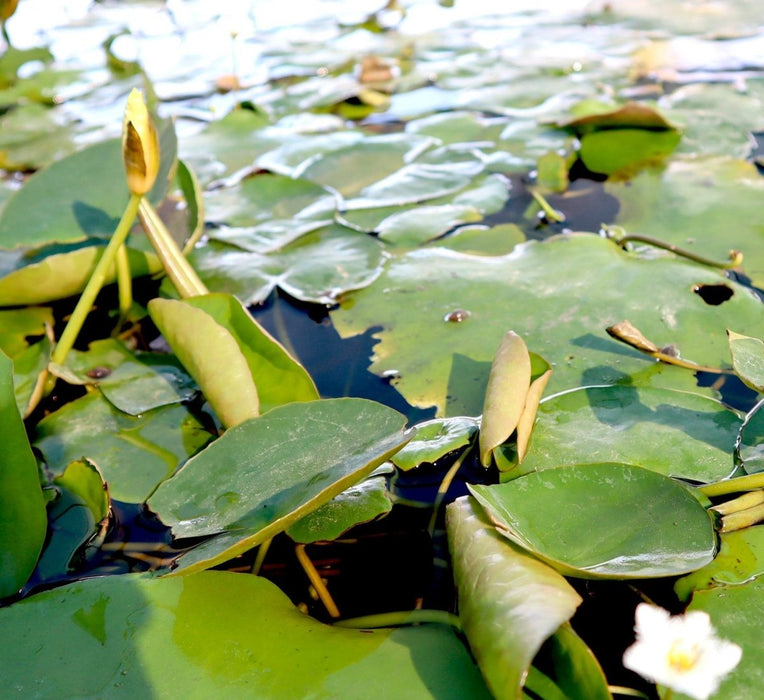 Water Lily Hardy Nymphaea "Wanvisa" - Greensouq - 