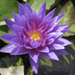 Water Lily Nymphaea "King of Siam" - Greensouq - 