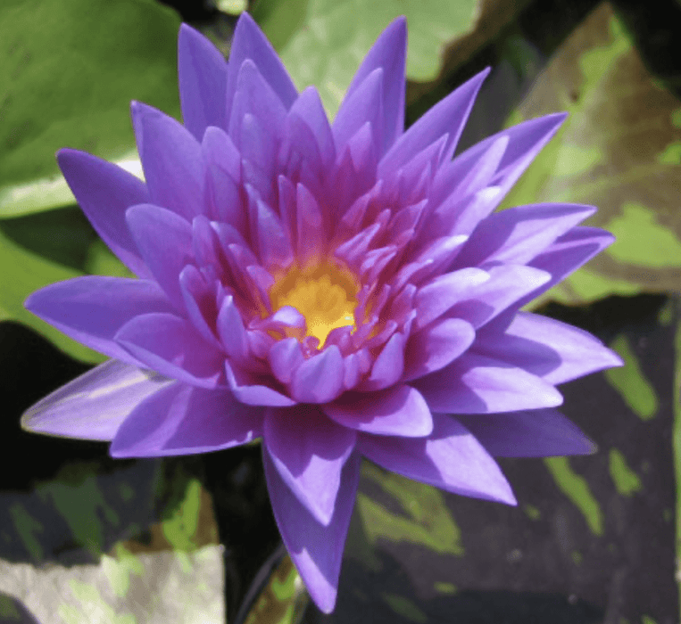 Water Lily Nymphaea "King of Siam" - Greensouq - 