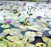 Water Lily Nymphaea "King of Siam" - Greensouq - 