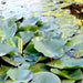 Water Lily Nymphaea mexicana "Yellow" - Greensouq - 