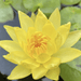 Water Lily Nymphaea mexicana "Yellow" - Greensouq - 