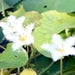 Water Snowflake "Nymphoides indica" - Greensouq - 
