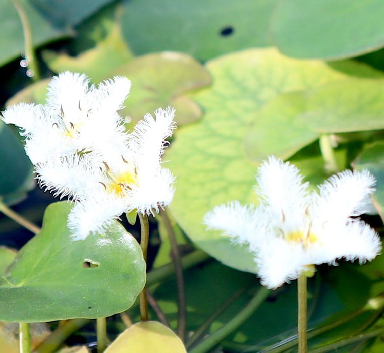 Water Snowflake "Nymphoides indica" - Greensouq - 