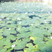 Water Snowflake "Nymphoides indica" - Greensouq - 