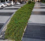 Wedelia Trilobata (Creeping Daisy or Rabbit's Paw) - Greensouq - 