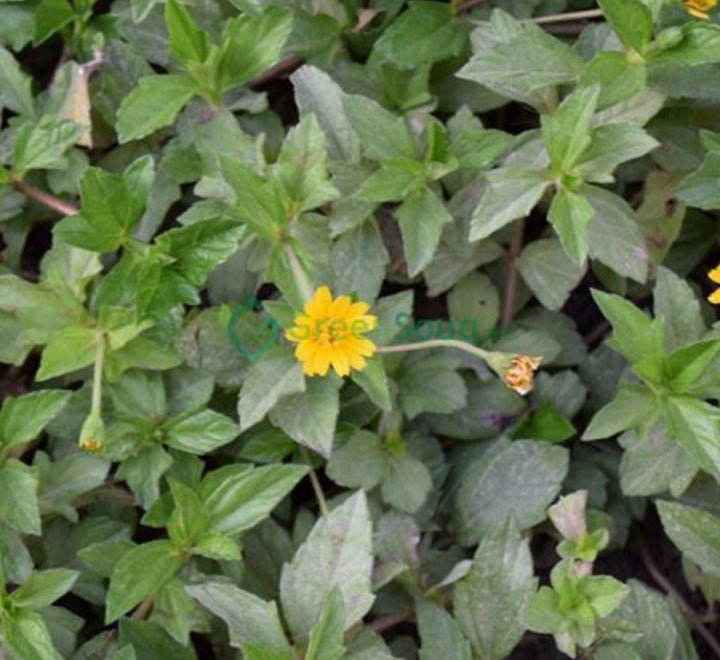 Wedelia Trilobata (Creeping Daisy or Rabbit's Paw) - Greensouq - 