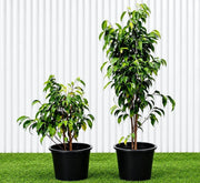 Weeping Fig (Outdoor) | Dubai's Lush Greenery! - Greensouq -