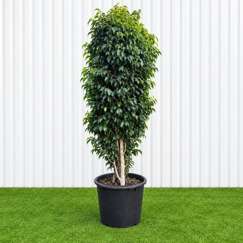 Weeping Fig (Outdoor) | Dubai's Lush Greenery! - Greensouq -