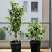 weeping_fig_