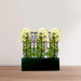 3 Bougainvillea Spectabilis 80 – 100cm in Grp Planter (100-30-30cm)