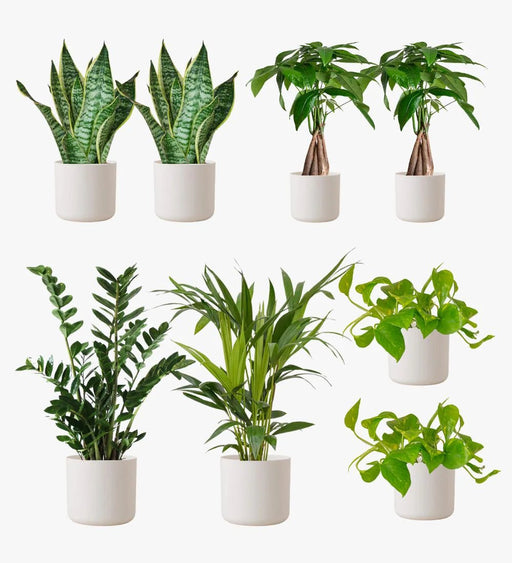 White Desktop Bundle (2x snake plant)(2xpatchira aquatica)(2x Devil ivy)(1x zz)(1x areca) - Greensouq - 