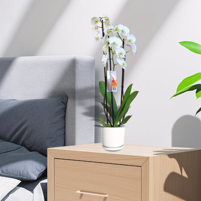 White Orchids 50-70cm