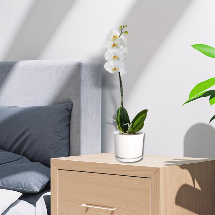 White Orchids 50-70cm