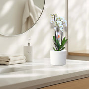 White Orchids 50 - 70cm - Greensouq - 
