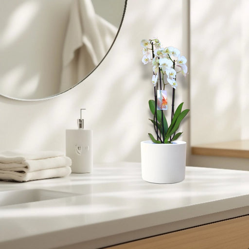 White Orchids 50 - 70cm - Greensouq - 