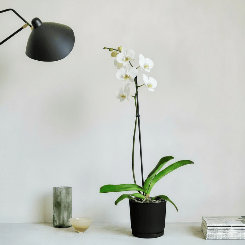 White Orchids 50 - 70cm - Greensouq - 