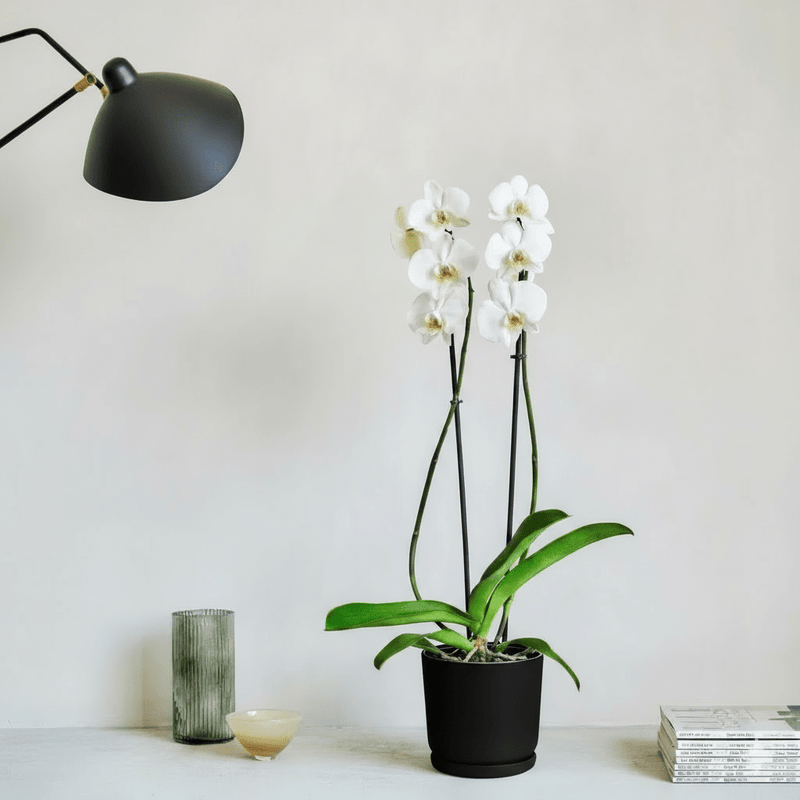 White Orchids 50 - 70cm - Greensouq - 