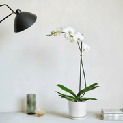 White Orchids 50 - 70cm - Greensouq - 