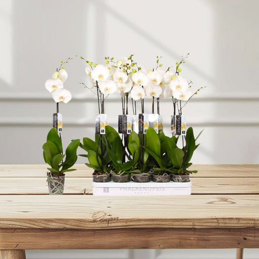 White Orchids 50 - 70cm - Greensouq - 