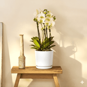 White Orchids 50 - 70cm - Greensouq - 