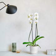 White Orchids 50 - 70cm - Greensouq - 