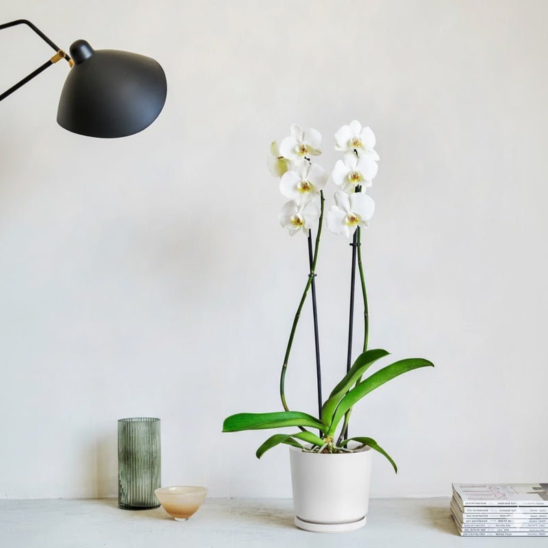 White Orchids 50 - 70cm - Greensouq - 
