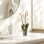White Orchids 50 - 70cm - Greensouq - 