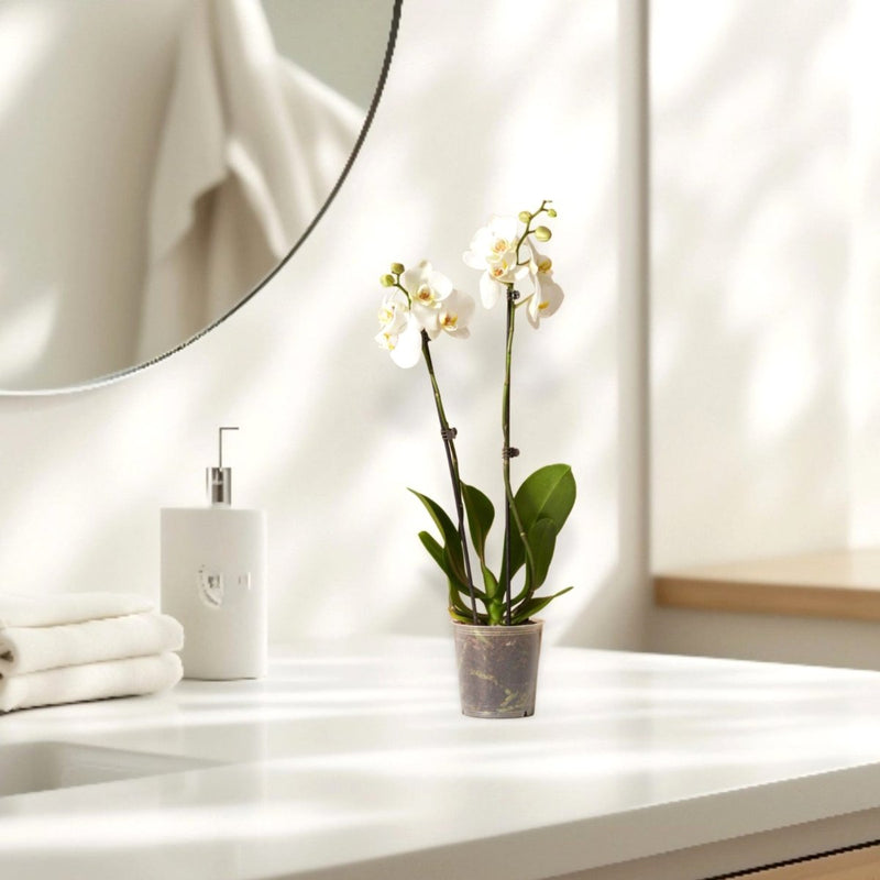 White Orchids 50 - 70cm - Greensouq - 