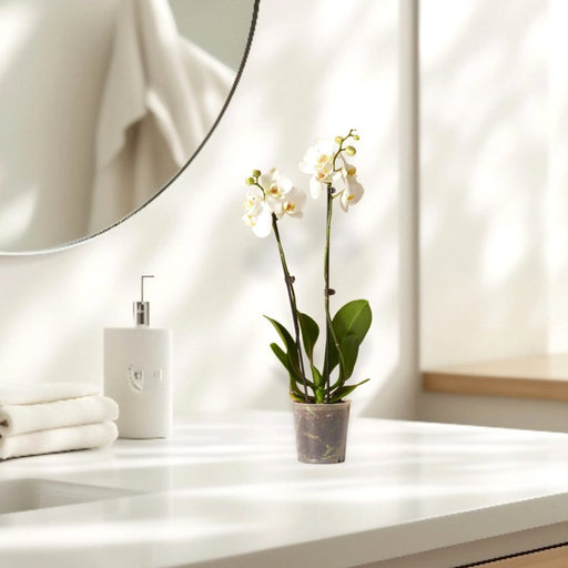 White Orchids 50 - 70cm - Greensouq - 