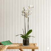 White Orchids (50 - 70cm) | Dubai's Decorative Blooms! - Greensouq - 
