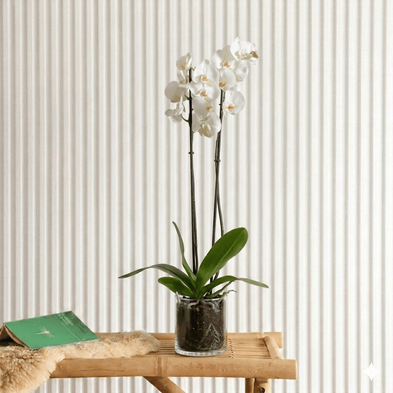 White Orchids (50 - 70cm) | Dubai's Decorative Blooms! - Greensouq - 