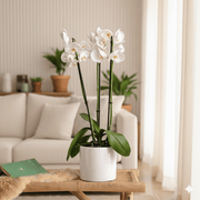 White Orchids (50-70cm) | Dubai's Decorative Blooms! - Greensouq -