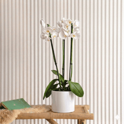 White Orchids (50 - 70cm) | Dubai's Decorative Blooms! - Greensouq - 