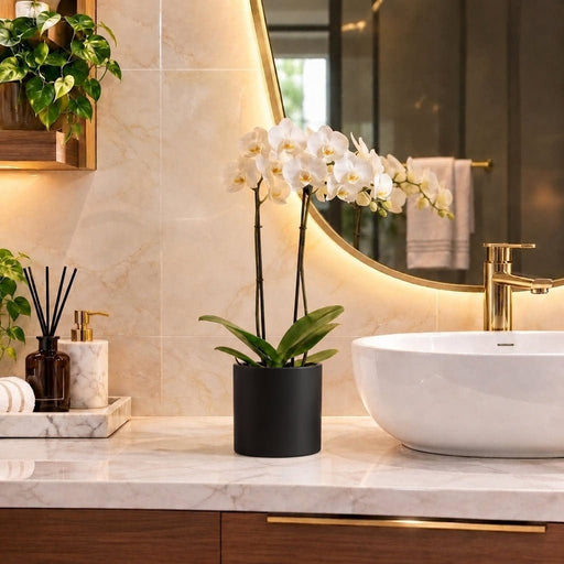 White Orchids 50-70cm | Dubai's Decorative Plant! - Greensouq -
