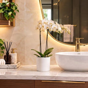 White Orchids 50-70cm | Dubai's Decorative Plant! - Greensouq -